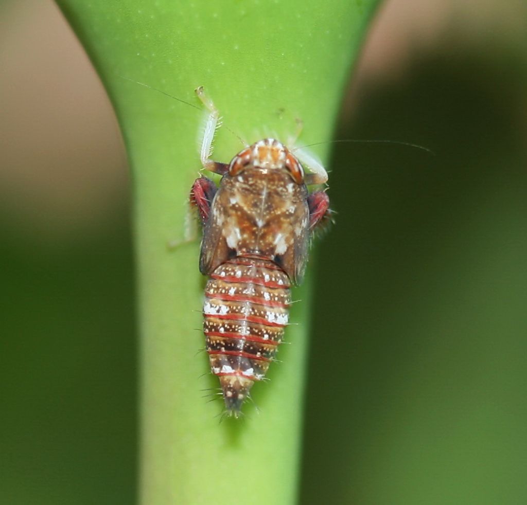 Cicadomorpha Cicadellidae: ninfa di Orientus ishidae